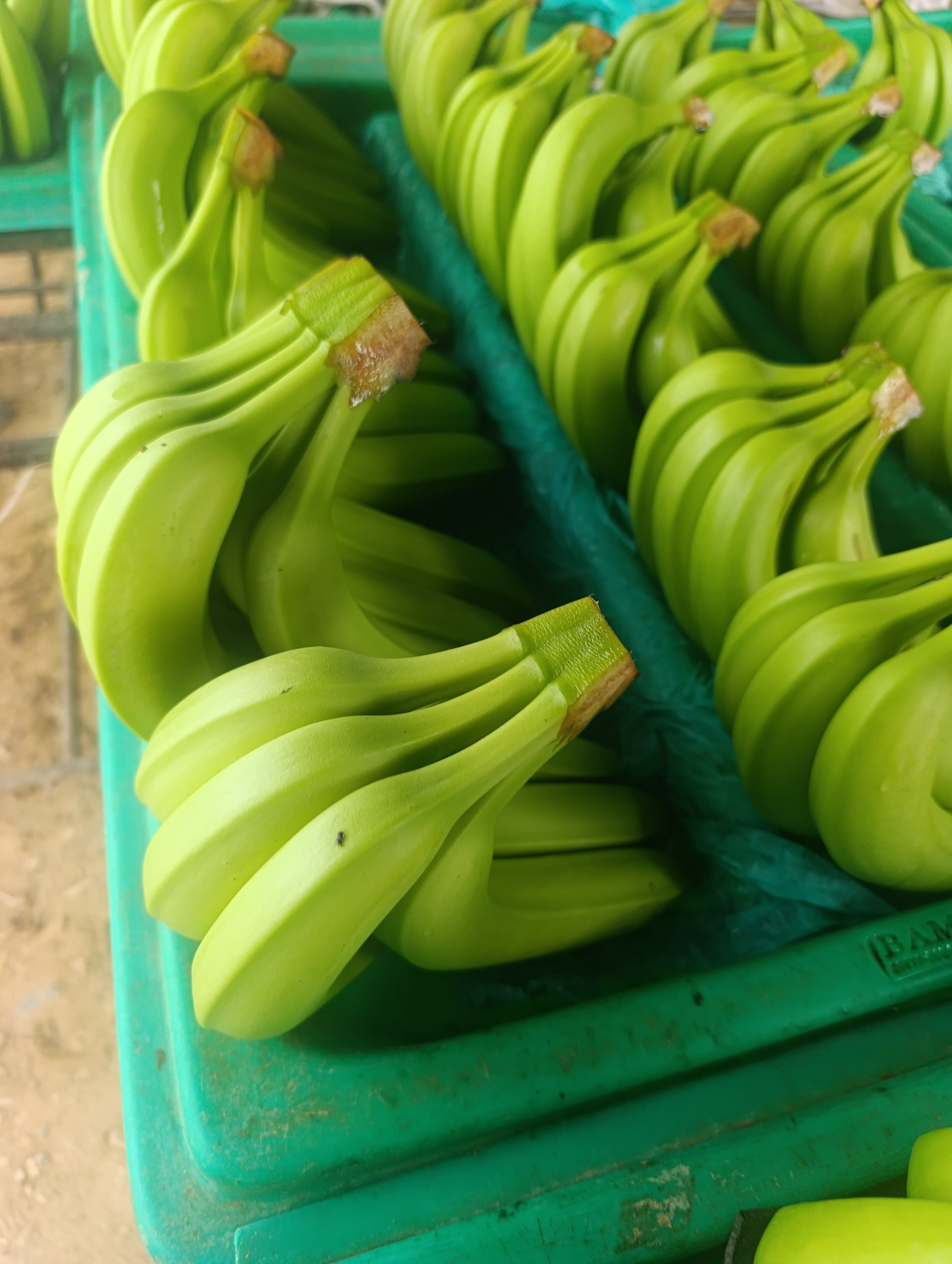 Bananos verdes empacados en cajas